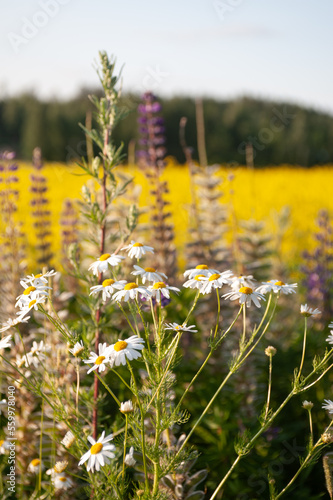 Rustic flowers by a flower field on the countryside in a sunny day photo