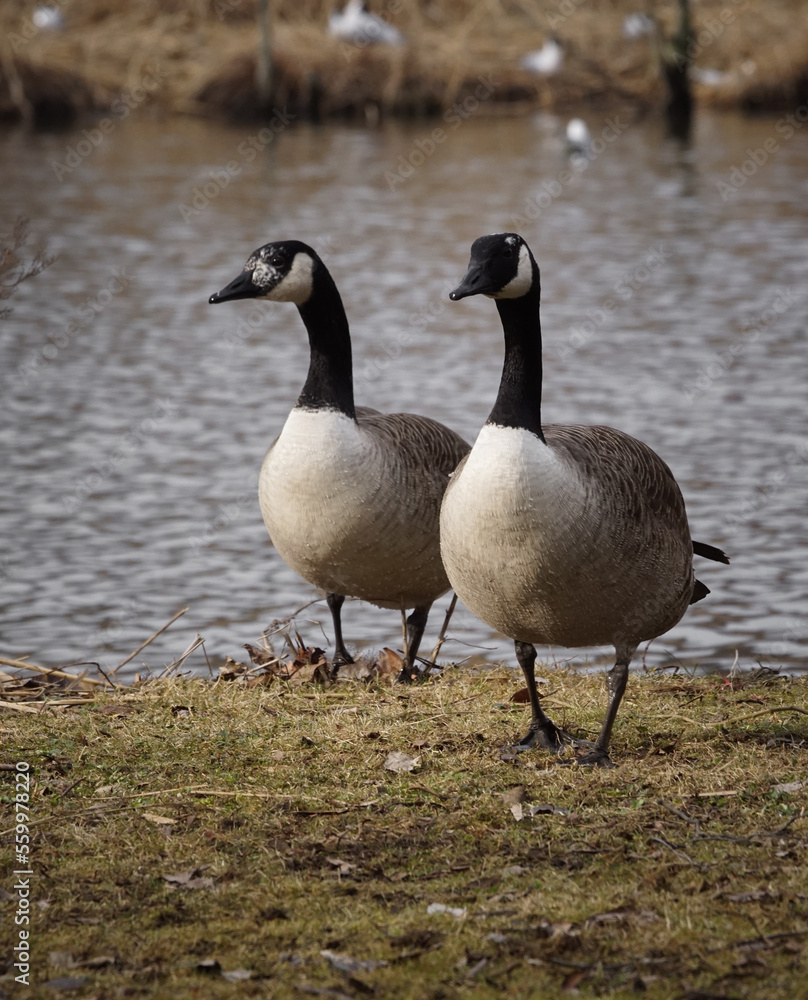 country goose branta canadensis