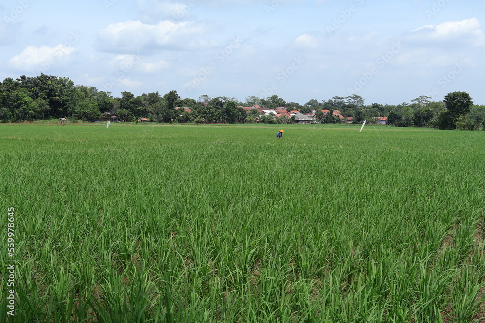 The view of the rice fields in the countryside is very beautiful