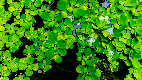 beautiful and amazing green water plant