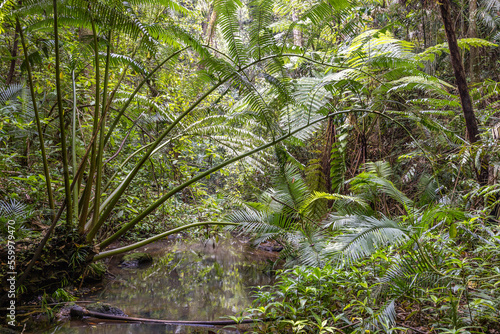 King Fern growing by rainforest stream, Far North Queensland Australia photo