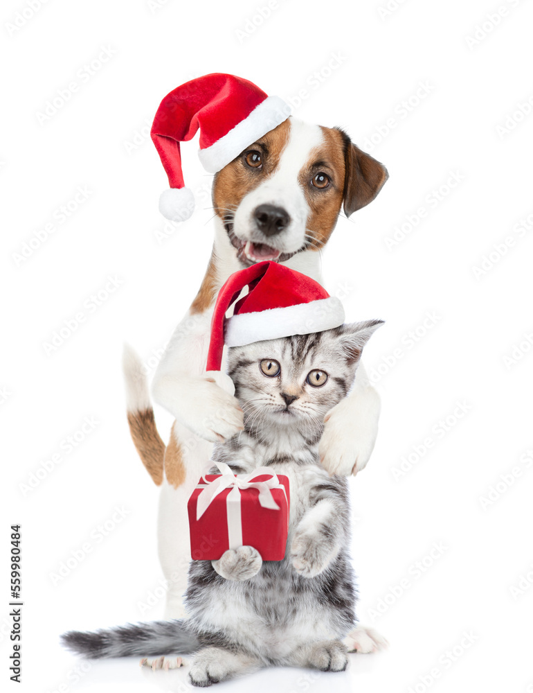 Happy Jack russell terrier puppy and funny cute kitten wearing santa hats standing together with gift box. isolated on white background