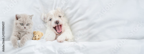 Cute kitten and happy Bichon Frise puppy lying together under white blanket on a bed at home. Top down view. Empty space for text