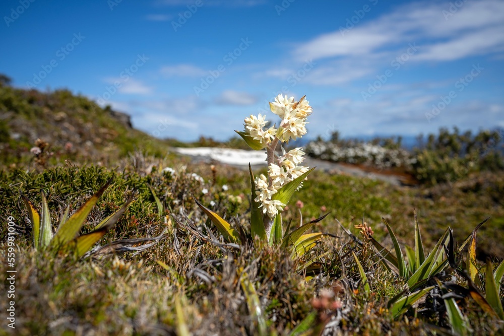 alpine plants growing on a mountain in tasmania australia. alpine landscape