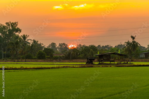Old Wood cottage in golden ear of Thai jasmine rice plant on organic rice field in Asia country agriculture harvest with sunset sky background.