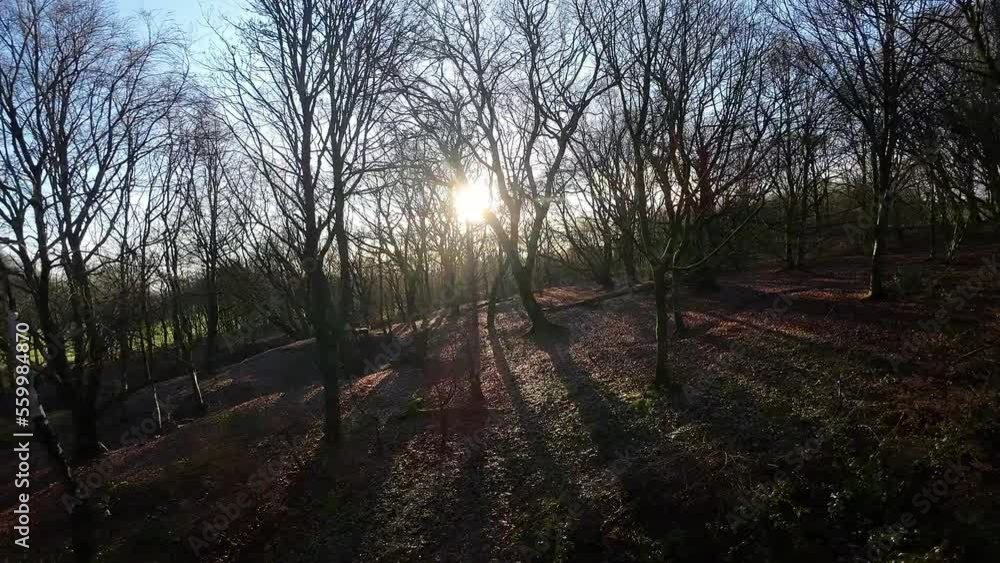 FPV drone flying through glowing sunrise woodland forest trees searching autumn terrain FPV drone flying through glowing sunrise woodland forest trees searching autumn terrain