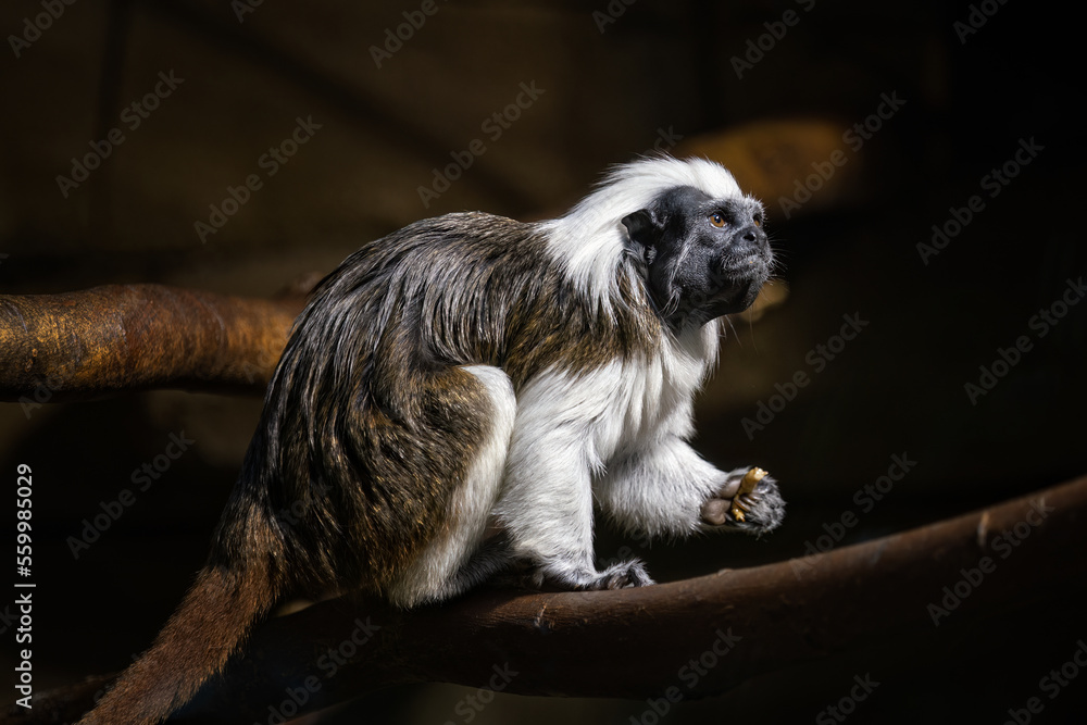 An adult tamarin monkey kept in captivity.
An adult tamarin monkey kept in captivity.