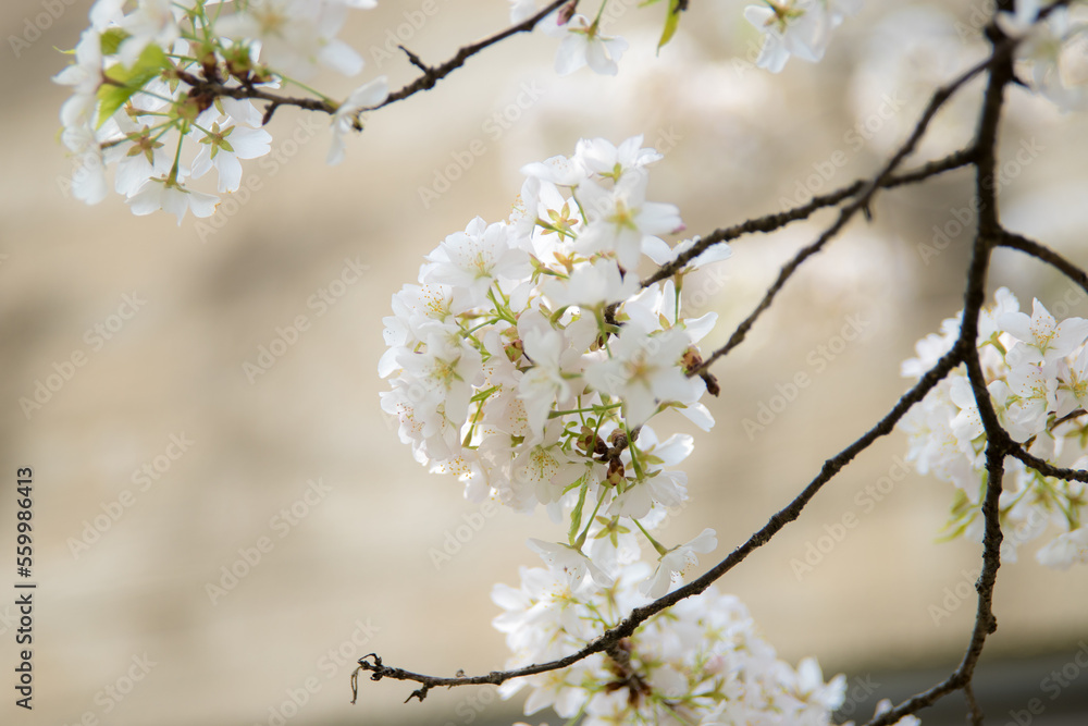 봄 아름다운 생기로운 하얀 벚꽃
