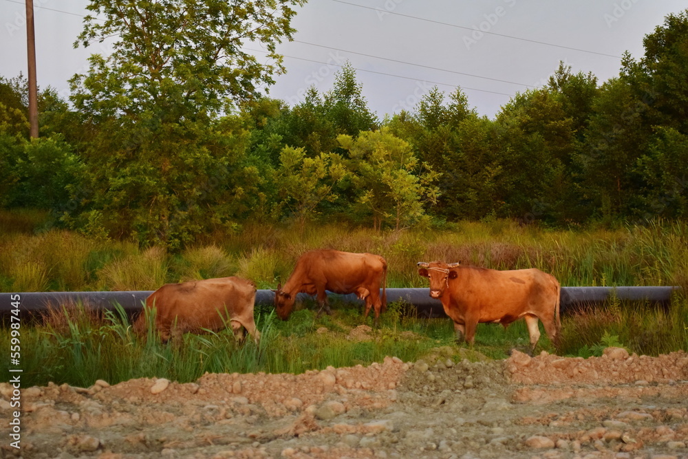 cows in the field in sunny day cows in the field in sunny day