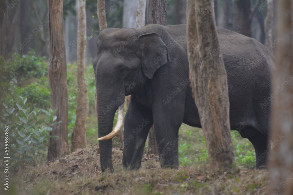 Obraz premium A huge tusker elephant from Kabini National Park , Karnataka India