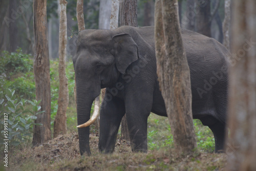 A huge tusker elephant from Kabini National Park , Karnataka India
