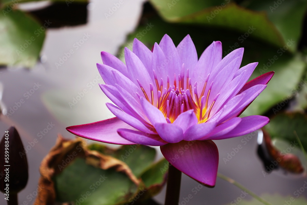 Beautiful pink lotus flower. Closeup of pink water lily blooming beautifully in pond on natural green lotus leaf background with selective focus copy space. Beautiful pink lotus flower. Closeup of pink water lily blooming beautifully in pond on natural green lotus leaf background with selective focus copy space.