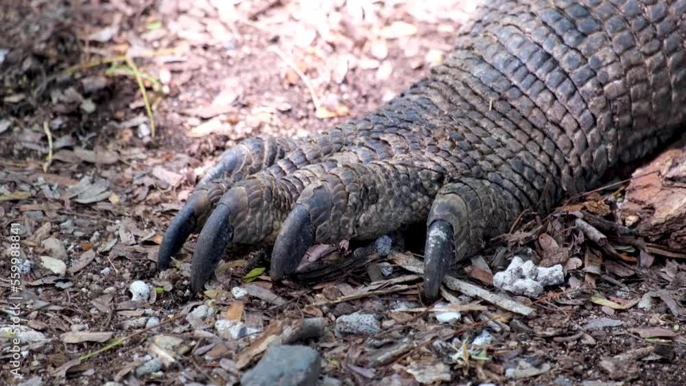 Closeup of large sharp Komodo Dragon claws and scaly armoured skin, reptile in the wild, Komodo National Park, Indonesia Closeup of large sharp Komodo Dragon claws and scaly armoured skin, reptile in the wild, Komodo National Park, Indonesia