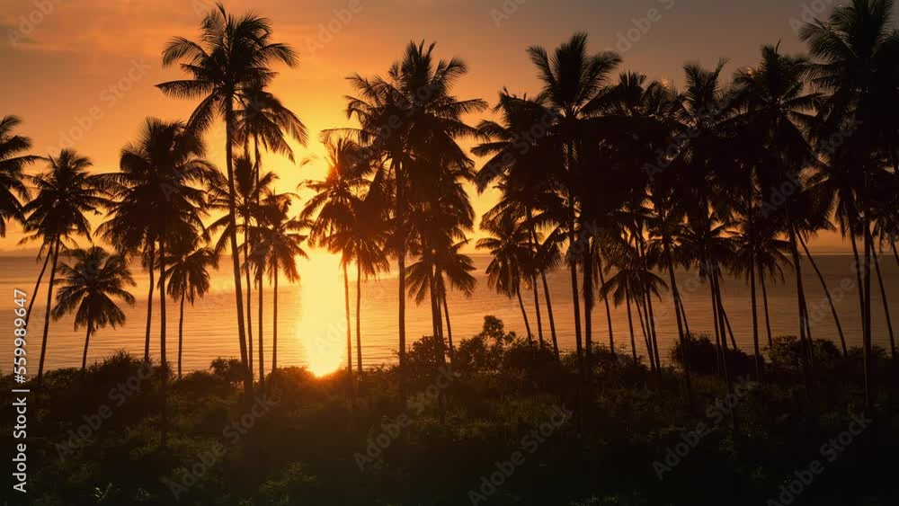Beautiful orange sunset view of palm trees and sea in tropical country, shot from drone camera flies right. Paradise of sunlight through palm trees in tropical resort, aerial view. Nature mother earth Beautiful orange sunset view of palm trees and sea in tropical country, shot from drone camera flies right. Paradise of sunlight through palm trees in tropical resort, aerial view. Nature mother earth
