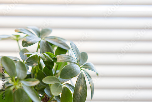 観葉植物とブラインド