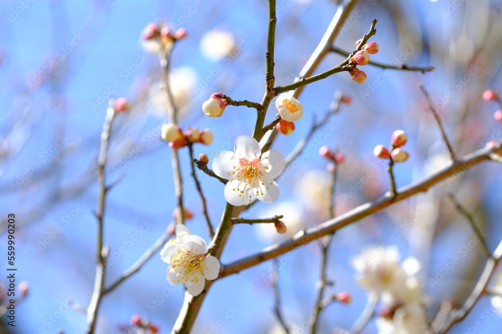 white Japanese apricot in full blooming white Japanese apricot in full blooming
