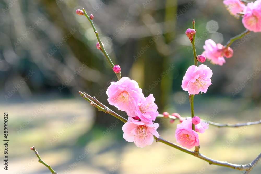 pink Japanese apricot blossom in blooming pink Japanese apricot blossom in blooming