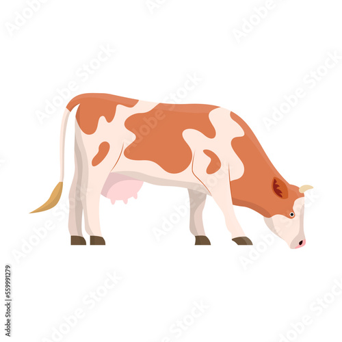 Cow breed vector illustration. Cartoon drawing of Holstein or Frisian cows, meat, milk or dairy production. Agriculture, farming, cattle breeding, domestic animals concept