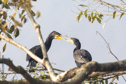 Great Cormorant