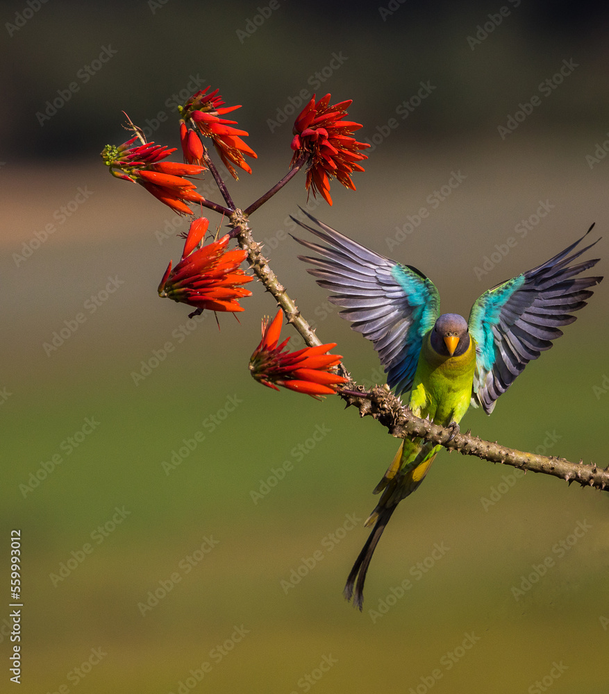 Fototapeta premium Parakeet display