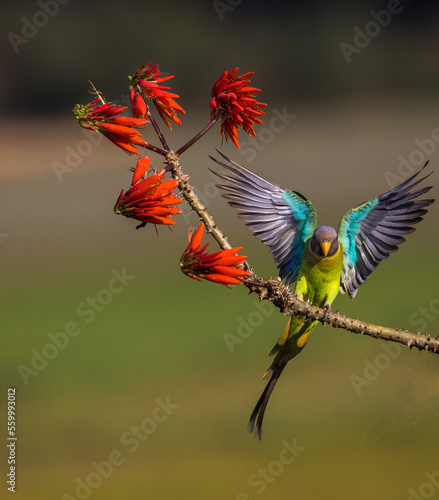 Parakeet display © senthil