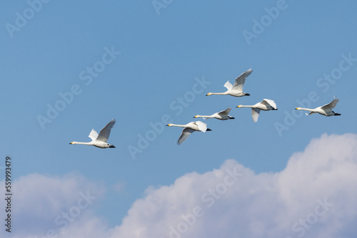 青空を飛翔する白鳥 © imacoconut