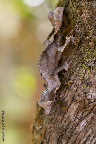 Uroplatus phantasticus, satanic leaf-tailed gecko, eyelash leaf-tailed gecko or phantastic leaf-tailed gecko, endemic bizarre species of gecko. Peyrieras Madagascar Exotic, Madagascar wildlife animal.