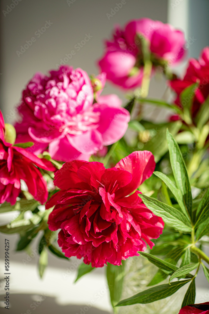 nice peonies in the vase nice peonies in the vase