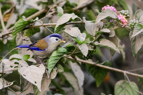 Blue Winged Minla
bird on a tree
