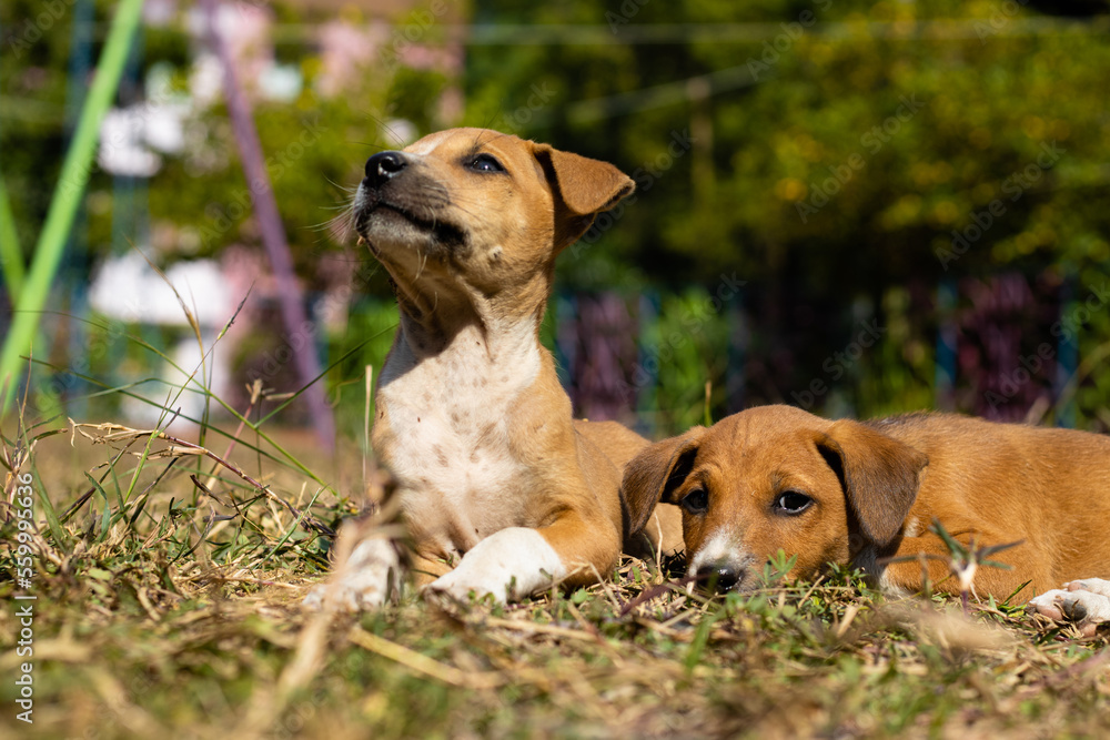 Roadside street puppies