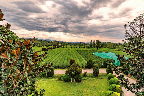 Tea garden view from the top 