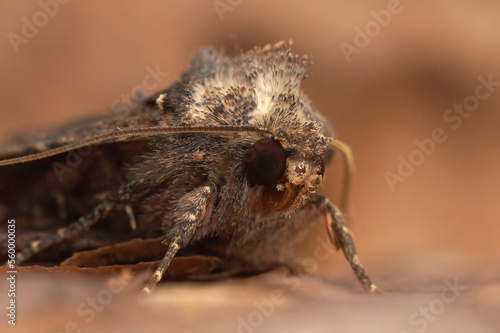 Closeup on the head of a common rustic moth, Mesapamea secalis sitting on a piece of wood photo