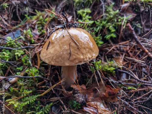 Close-up of the cep, penny bun, porcino or porcini mushroom (boletus edulis) growing in the forest surrounded with green moss. Autumn scenery