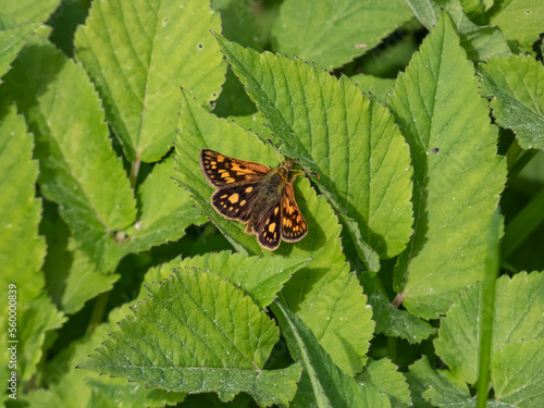 Macro of the chequered skipper or arctic skipper (Carterocephalus palaemon) on plant in summer photo