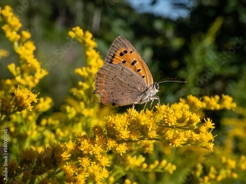 The small or common copper (Lycaena phlaeas) with closed wings from the side on a yellow flower in summer