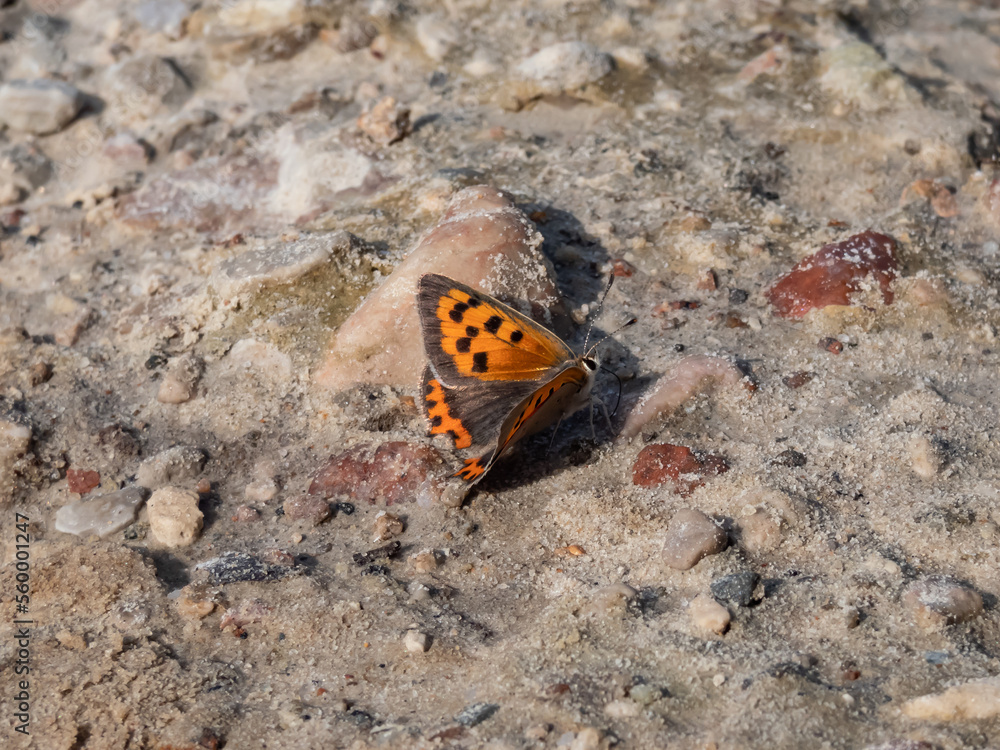 The small or common copper (Lycaena phlaeas). The upperside forewings are a bright orange with a dark edge border and eight nine black spots. The hindwings are dark with an orange border The small or common copper (Lycaena phlaeas). The upperside forewings are a bright orange with a dark edge border and eight nine black spots. The hindwings are dark with an orange border