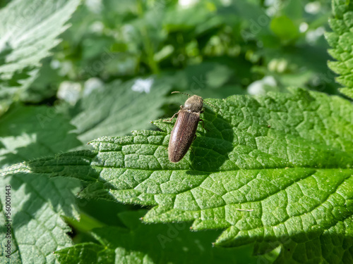 Close-up of the click beetle (Elateridae) on a green leaf in a meadow in summer