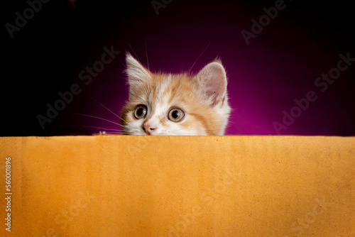 Fototapeta Naklejka Na Ścianę i Meble -  Scottish fold Kitten in a box with purple background in the studio. Ginger Cat , Tom Cat on violet background. Orange cat hiding in a box.