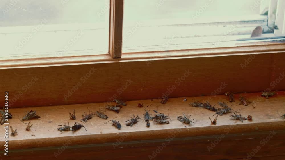 Many Dead Bugs on Wooden Windowsill - Slow Motion Many Dead Bugs on Wooden Windowsill - Slow Motion
