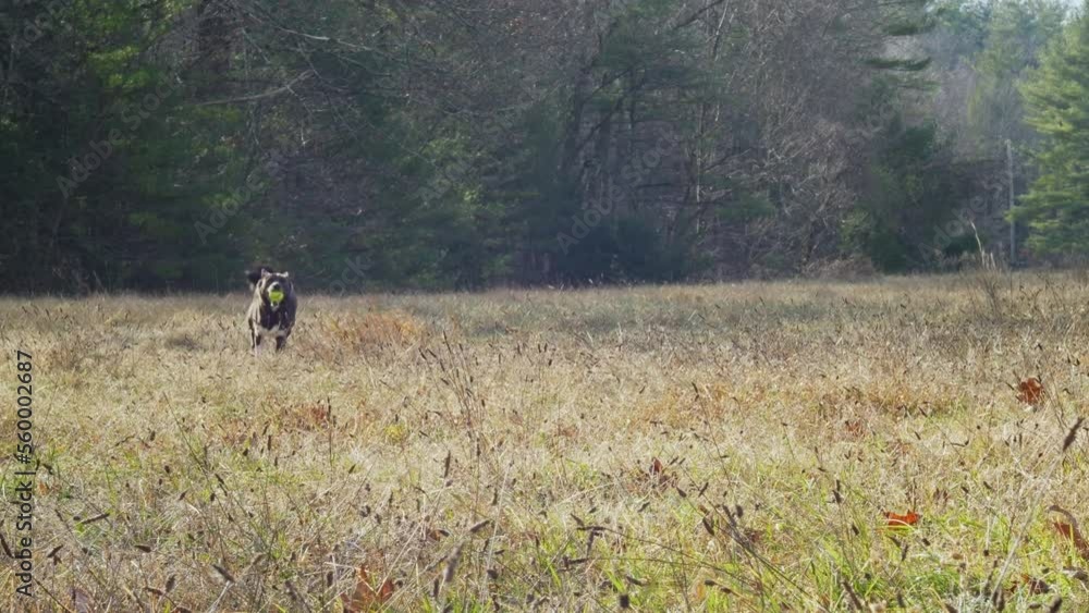 Dog Playing Fetch Back and Forth - Slow Motion Dog Playing Fetch Back and Forth - Slow Motion