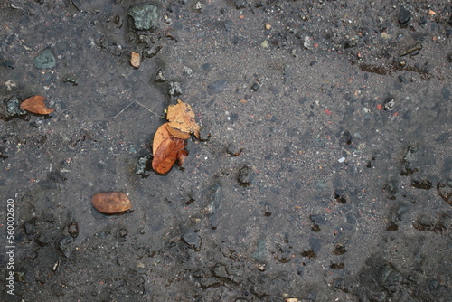 Wallpaper Mural Leaves on a wet street can create a beautiful and serene image. The contrast between the vibrant greens of the leaves and the dark pavement can be quite striking. Torontodigital.ca