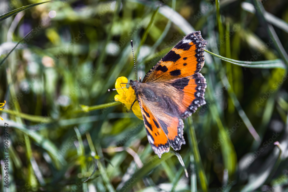 small tortoiseshell butterfly on wild flower small tortoiseshell butterfly on wild flower
