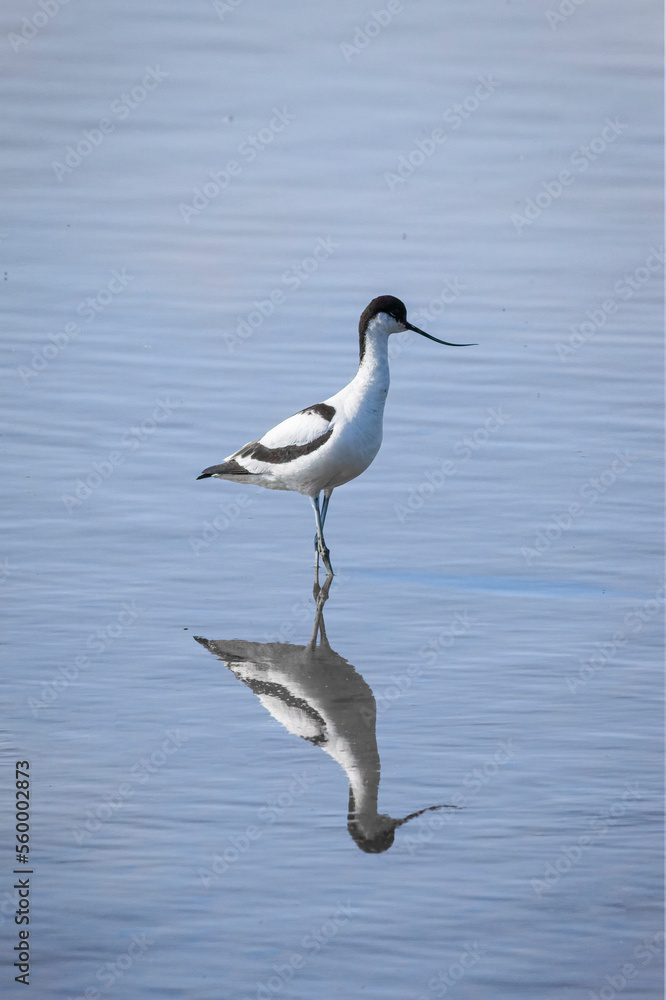 avocet standing in water with reflection avocet standing in water with reflection