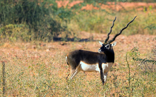 Black Buck