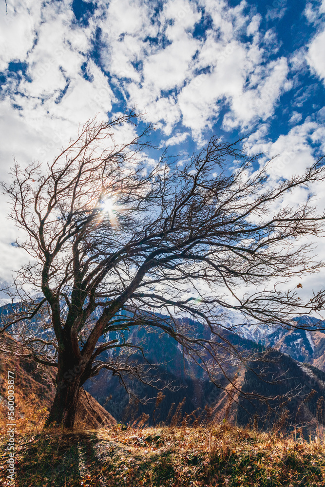 Dry autumn picturesque tree in the Great Almaty Gorge. Nature of the Kazakhstan. Dry autumn picturesque tree in the Great Almaty Gorge. Nature of the Kazakhstan.