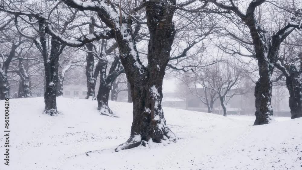 The leafless trees and the white snow that continues to fall in winter The leafless trees and the white snow that continues to fall in winter