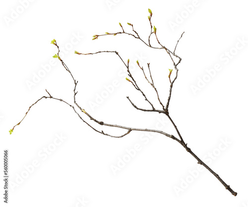 Cuadro en lienzo Spring twig with small green buds of leaves isolated on white or transparent bac