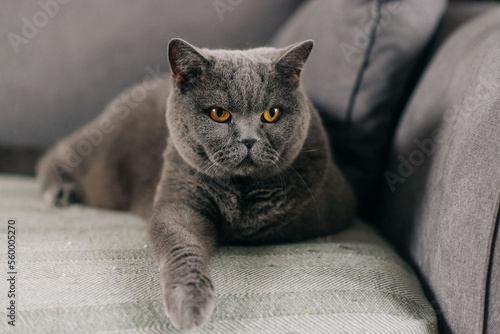 Relaxed British short hair cat lies on a grey couch with her back leg up in the air and her front paws together looking at the camera in a house in Edinburgh, Scotland, UK