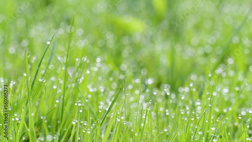 Dew lawn. Fairy morning. Natural beauty. Vibrant green grassland cover with shiny clear drops of water blur macro shooting.