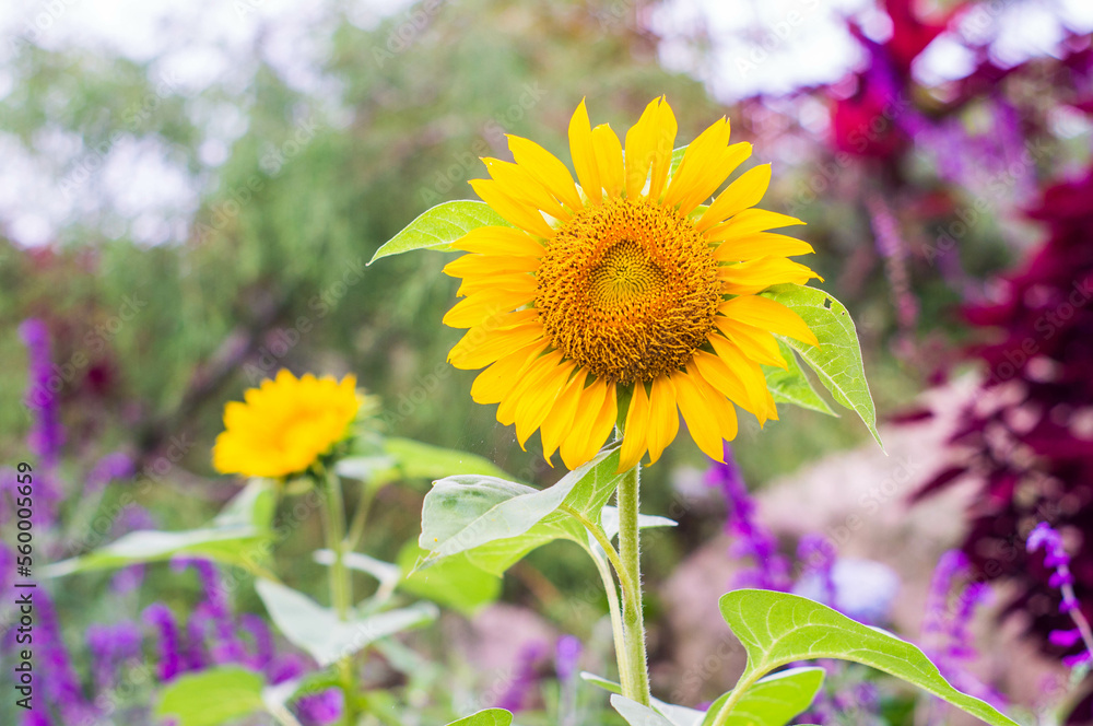 Beautiful blooming sunflower with green leaves Beautiful blooming sunflower with green leaves